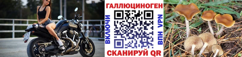 Псилоцибиновые грибы Psilocybe  Кадников 